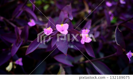 Murasakigoten Murasakigoten 132189075