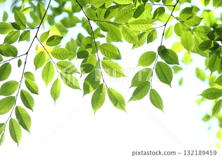 色彩鮮豔的新鮮綠葉 [白色背景] [天空背景] 132189459