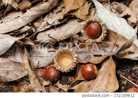 在秋季公園撿到的橡子 在秋季公園撿到的橡子 132189612