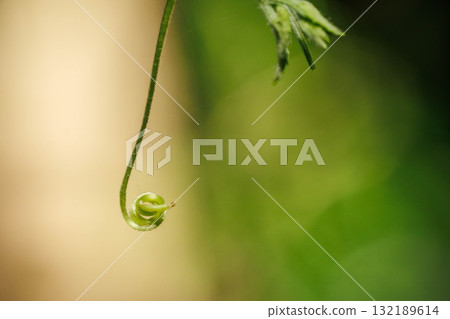 The ever-growing vine shoots The ever-growing vine shoots 132189614