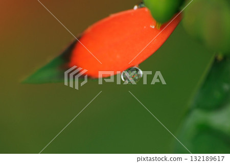 雨水浸透的聖誕茉莉花 132189617