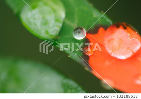 雨水浸透的聖誕茉莉花 132189618