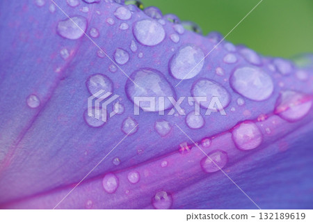 牽牛花在雨中濕潤 牽牛花在雨中濕潤 132189619