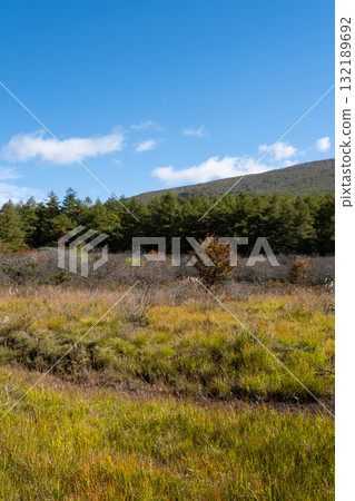 Autumn leaves in the Numappara Marsh in Nasu, Tochigi Prefecture 132189692