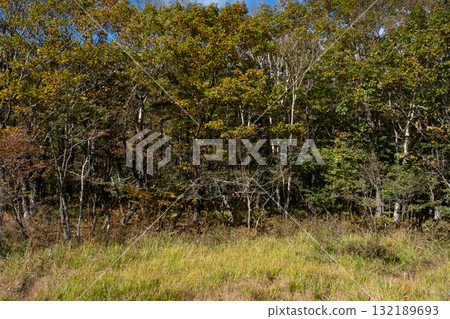 栃木縣那須市沼原濕原的紅葉 132189693