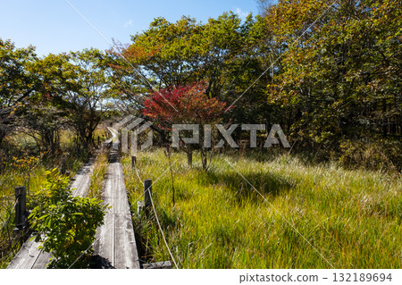Autumn leaves in the Numappara Marsh in Nasu, Tochigi Prefecture Autumn leaves in the Numappara Marsh in Nasu, Tochigi Prefecture 132189694