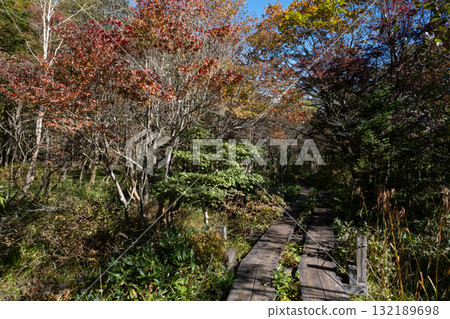 Autumn leaves in the Numappara Marsh in Nasu, Tochigi Prefecture 132189698