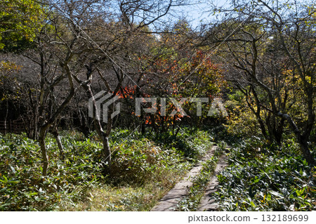 Autumn leaves in the Numappara Marsh in Nasu, Tochigi Prefecture 132189699