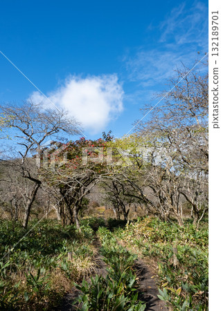 Autumn leaves in the Numappara Marsh in Nasu, Tochigi Prefecture 132189701