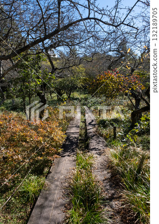 Autumn leaves in the Numappara Marsh in Nasu, Tochigi Prefecture 132189705