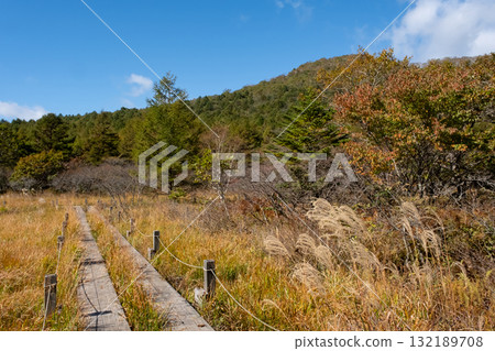 Autumn leaves in the Numappara Marsh in Nasu, Tochigi Prefecture Autumn leaves in the Numappara Marsh in Nasu, Tochigi Prefecture 132189708