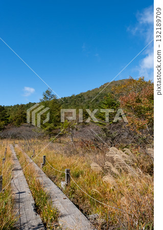 栃木縣那須市沼原濕原的紅葉 132189709