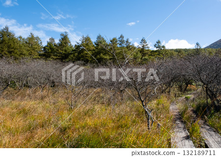 Autumn leaves in the Numappara Marsh in Nasu, Tochigi Prefecture 132189711