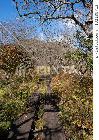 Autumn leaves in the Numappara Marsh in Nasu, Tochigi Prefecture 132189713