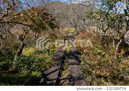 Autumn leaves in the Numappara Marsh in Nasu, Tochigi Prefecture 132189714