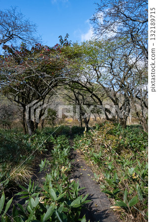 栃木縣那須沼原濕原的秋景 栃木縣那須沼原濕原的秋景 132189715