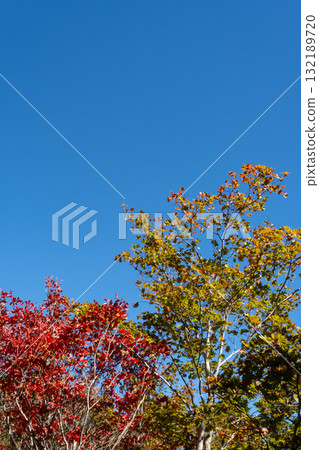 Autumn leaves shining in the blue sky Autumn leaves shining in the blue sky 132189720