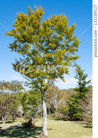 Trees that begin to turn red Trees that begin to turn red 132189727