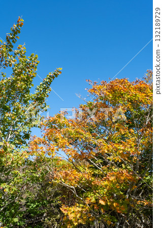 發光在藍天的秋葉 發光在藍天的秋葉 132189729