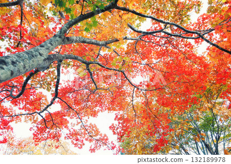 Autumn leaves of Hokkaido 132189978