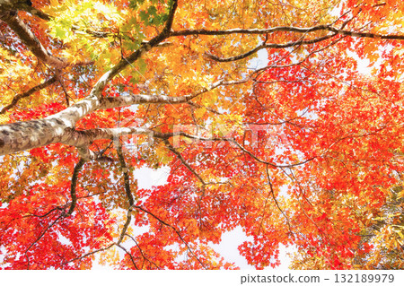 Autumn leaves of Hokkaido 132189979