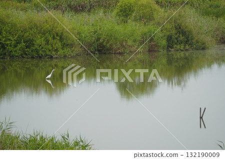 Egret walking around the pond 132190009