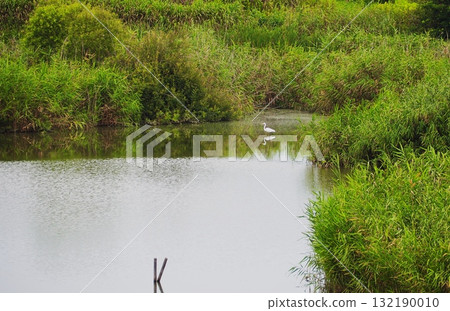 Egret walking around the pond Egret walking around the pond 132190010