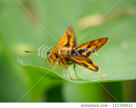 Hensel butterfly perching on a leaf 132190012