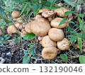 Mushroom raining 132190046