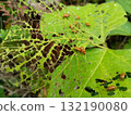 Invasive leaf beetles 132190080