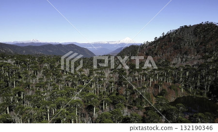 Majestic andean araucaria forest with lanin volcano in the background Majestic andean araucaria forest with lanin volcano in the background 132190346