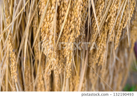 Rice hanging on racks [Nagano Prefecture] 132190493
