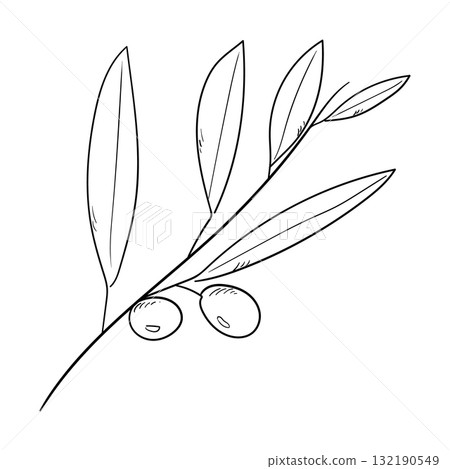 橄欖枝的手繪線條藝術插圖 132190549