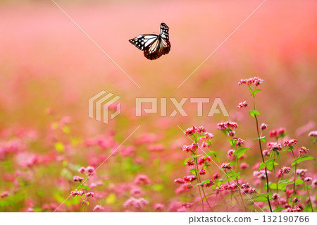 Minowa's Red Soba Village 132190766