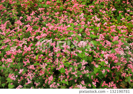 Minowa's Red Soba Village 132190781