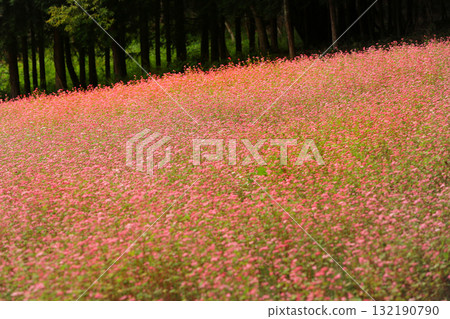 Minowa's Red Soba Village 132190790
