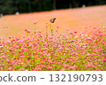 三之輪紅蕎麥麵村 132190793