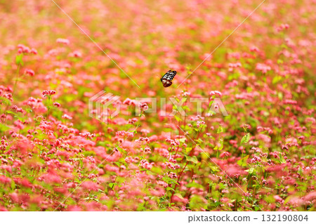 Minowa's Red Soba Village 132190804