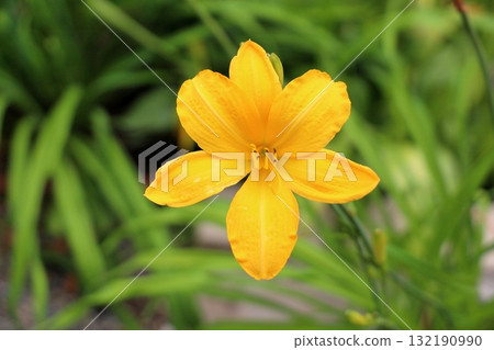 Hemelocalis花 Hemelocalis花 132190990