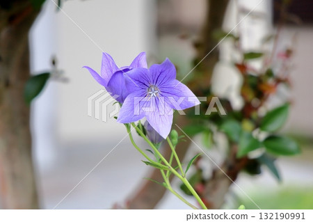 秋季七種草藥：風鈴草花 132190991