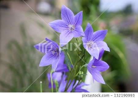 秋季七種草藥：風鈴草花 132190993