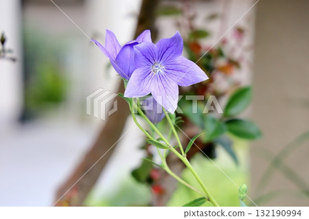 秋季七種草藥：風鈴草花 132190994