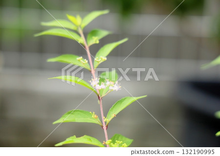 Cute purple jasmine flowers Cute purple jasmine flowers 132190995