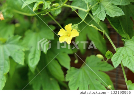 Botanical flowers Botanical flowers 132190996
