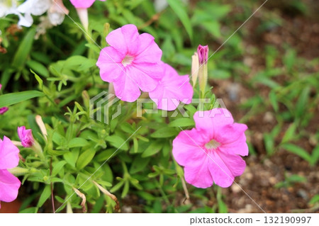 Cute petunia flowers Cute petunia flowers 132190997
