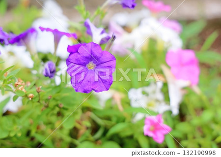 可愛的矮牽牛花 132190998