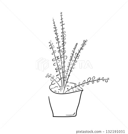 盆栽桉樹的線條畫插圖 132191031