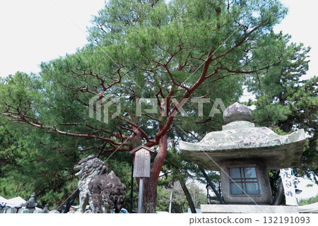 北野天滿宮（京都市上京區），供奉菅原道真公，神社內有一棵古老的松樹「影武松」。 132191093