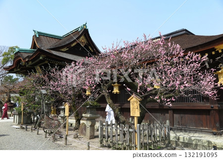 北野天滿宮（京都市上京區），供奉菅原道真公：院內遍佈古老的梅樹 132191095