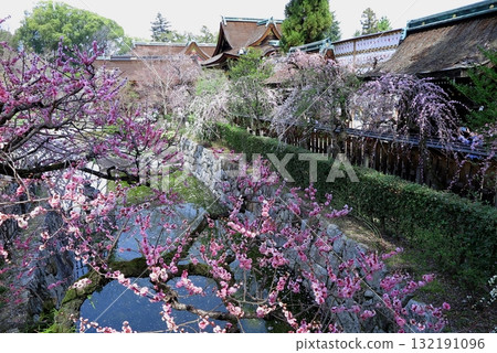 北野天滿宮（京都市上京區），供奉菅原道真公：御手洗川兩岸盛開著紅白梅花 132191096